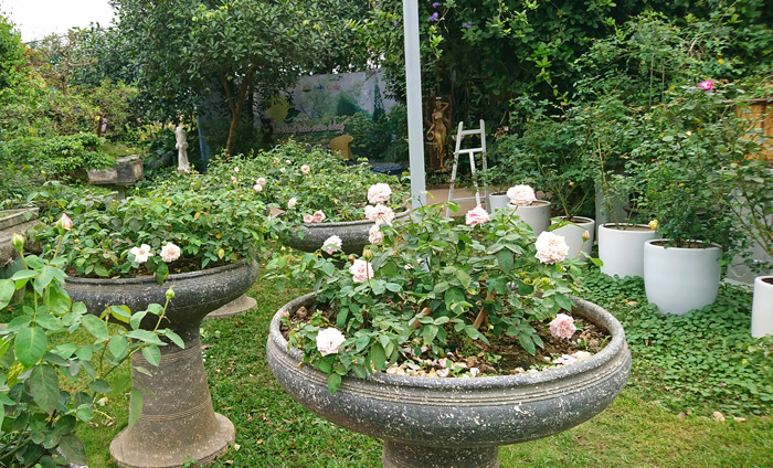 Người sở hữu trên 20.000 gốc hoa hồng quý hiếm tại Hà Nội - Ảnh 4