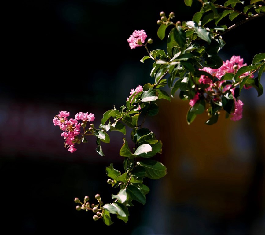Chiêm ngưỡng hàng tường vi hồng lãng mạn bên tán phong xanh trên phố Hà Nội - Ảnh 9