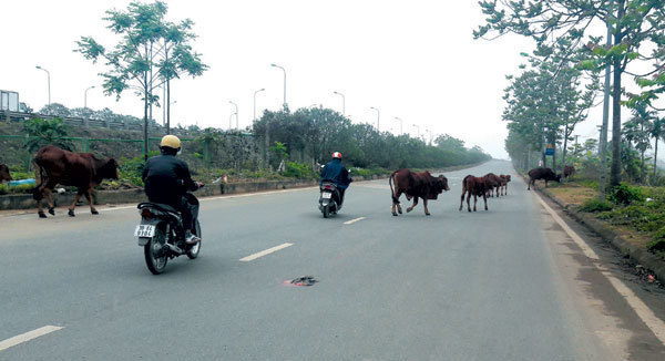 Điểm nóng giao thông: Đường gom Đại lộ Thăng Long mất an toàn vì gia súc thả rông - Ảnh 1