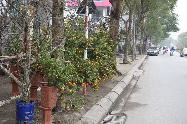 Hà Nội: Hoa đào nở rực rỡ trên đường Lạc Long Quân - Ảnh 8