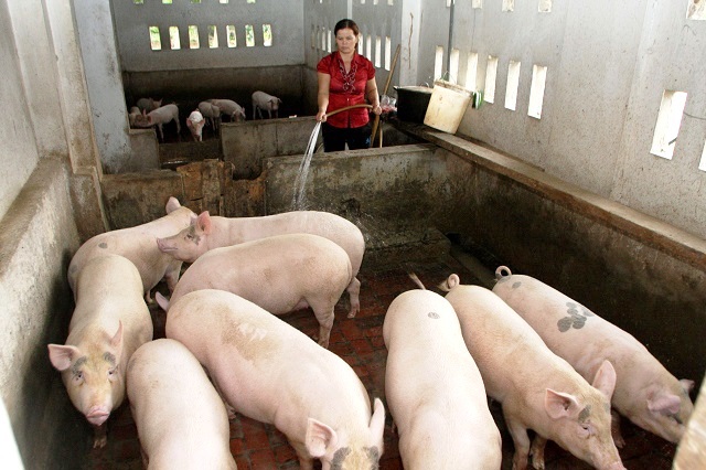 Người chăn nuôi nên làm gì để ngăn chặn bệnh dịch tả lợn châu Phi? - Ảnh 1