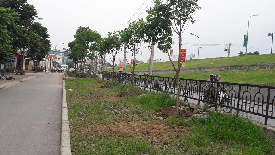 Hà Nội: Cần nhân rộng mô hình xã hội hóa trồng cây xanh tại các phường - Ảnh 7