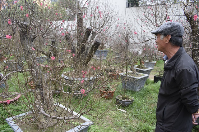 Hà Nội: Hoa đào nở rực rỡ trên đường Lạc Long Quân - Ảnh 7