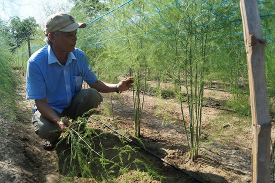 Măng tây - cây trồng nhiều triển vọng tại Quảng Ngãi - Ảnh 1