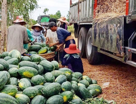 Người dân trồng dưa hấu ở Quảng Ngãi: Mồ hôi mặn và những vụ mùa cay đắng - Ảnh 2
