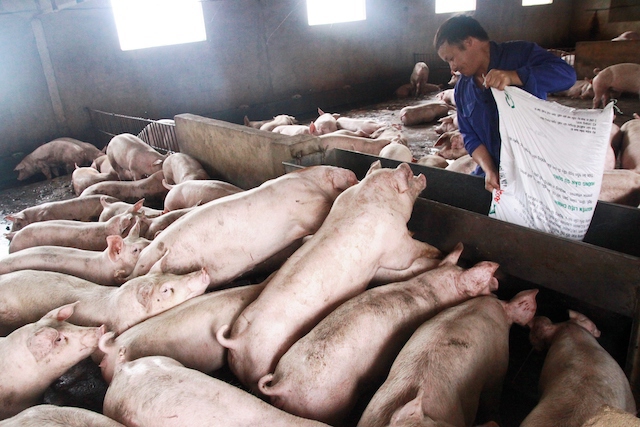 Bộ Nông nghiệp nói gì khi giá lợn tăng kỷ lục? - Ảnh 1