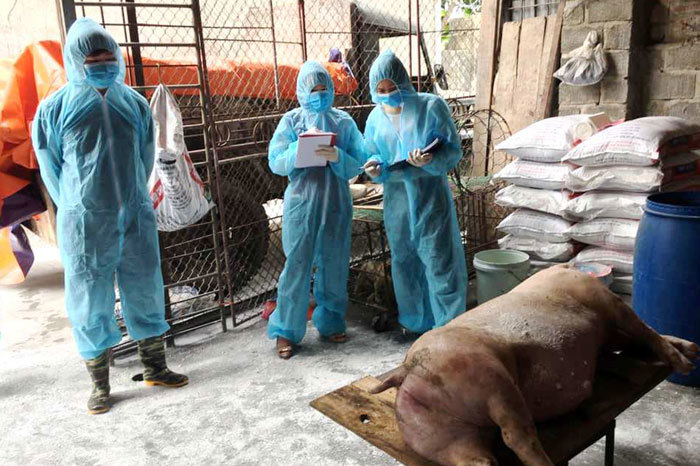 Hà Nội tiêu hủy gần 65.000 con lợn bố, mẹ vì dịch tả châu Phi - Ảnh 1