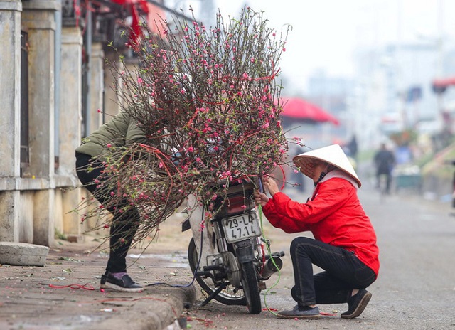 Người dân Thủ đô thích thú ngắm hoa đào nở sớm - Ảnh 6