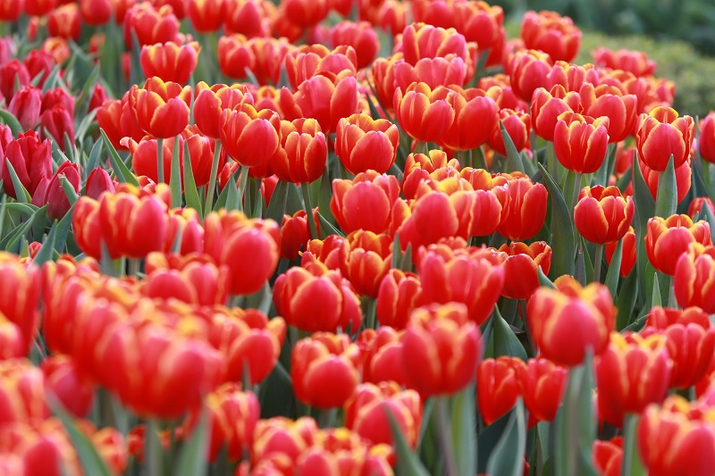 [Ảnh] Hoa tulip rực rỡ trên đỉnh Bà Nà - Ảnh 3