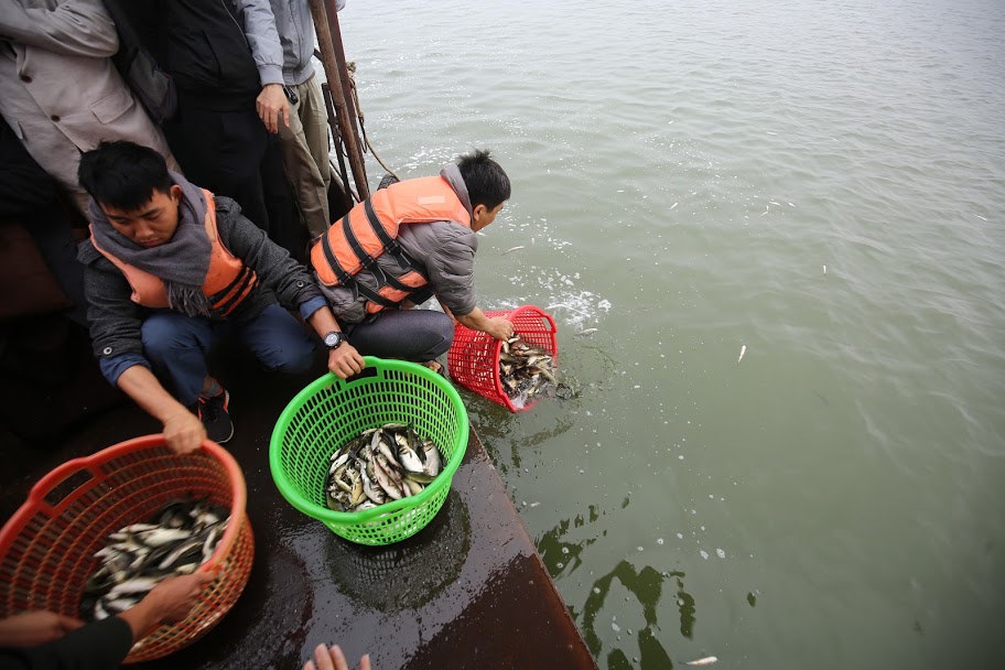 [Ảnh] Hàng vạn người phóng sinh gần 12 tấn cá xuống sông Hồng - Ảnh 6