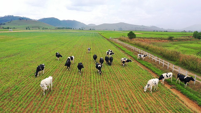 Khởi công xây dựng tổ hợp "Resort" bò sữa Organic quy mô 5.000ha tại Lào - Ảnh 6