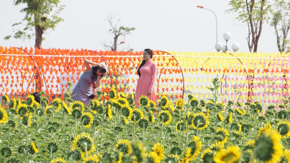 TP Hồ Chí Minh: Vườn hoa hướng dương trở lại phục vụ du khách dịp 30/4 - Ảnh 3