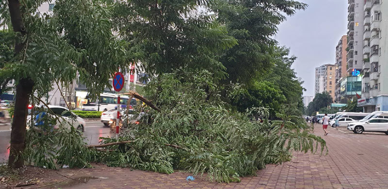 [Ảnh] Hà Nội: Mưa gió khủng khiếp, cây đổ hàng loạt khiến 1 người thiệt mạng - Ảnh 9