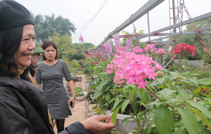Người sở hữu trên 20.000 gốc hoa hồng quý hiếm tại Hà Nội - Ảnh 14