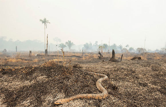 "Lá phổi thế giới" chìm trong biển lửa: Những hình ảnh và con số báo động - Ảnh 4