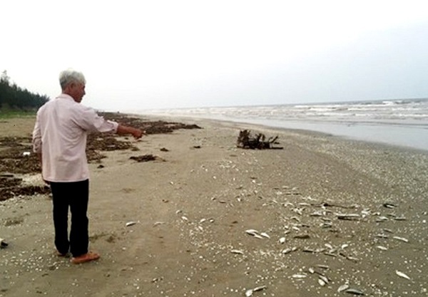 Hà Tĩnh: Phát hiện hàng tấn cá chết trôi dạt vào bờ biển - Ảnh 2