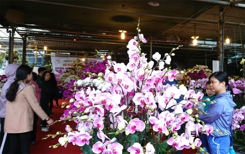 Chợ hoa Vạn Phúc (Hà Đông) tràn ngập sắc hoa trước Rằm tháng Chạp - Ảnh 7