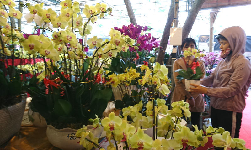 Chợ hoa Vạn Phúc (Hà Đông) tràn ngập sắc hoa trước Rằm tháng Chạp - Ảnh 4