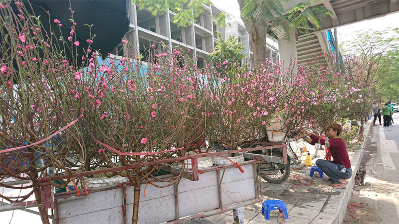 Hà Nội: Nhộn nhịp chợ hoa Xuân Canh Tý 2020 - Ảnh 9