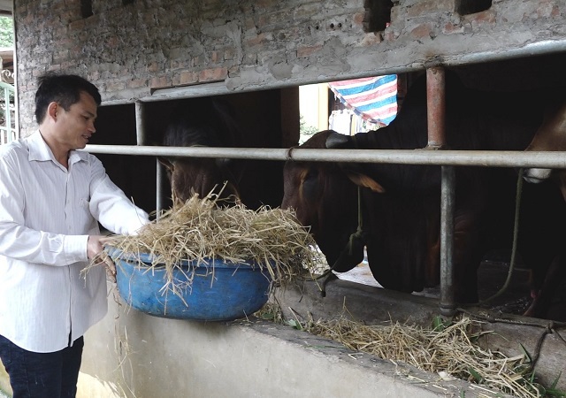 Minh Châu phát huy lợi thế chăn nuôi bò - Ảnh 1