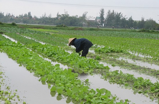 9.800ha cây trồng đang bị ngập úng do mưa lớn - Ảnh 1