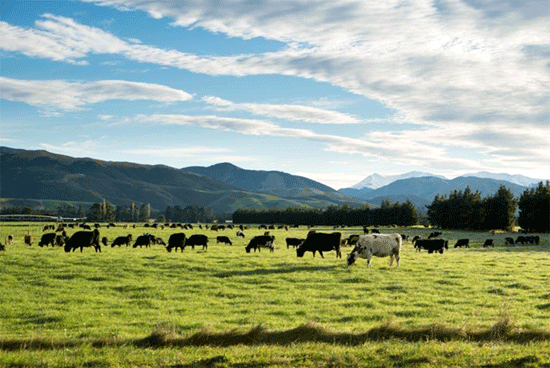 Sản phẩm sữa từ New Zealand được lãnh sự quán New Zealand giới thiệu và Traphaco bảo chứng chất lượng - Ảnh 3