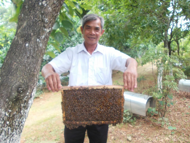 Làm giàu từ nghề nuôi ong lấy mật - Ảnh 1