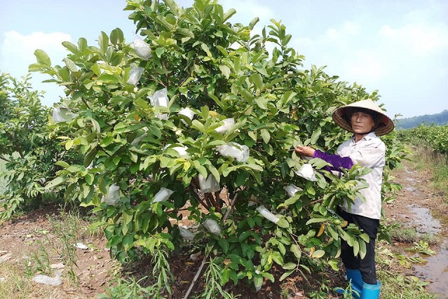 Huyện Quốc Oai: Nhiều mô hình sản xuất doanh thu hàng tỷ đồng - Ảnh 1