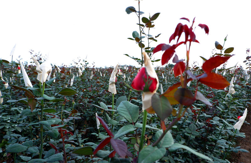 Ghi nhận tại Văn Khê (Mê Linh): Giá hoa hồng và cây cảnh đắt từ vùng trồng - Ảnh 2