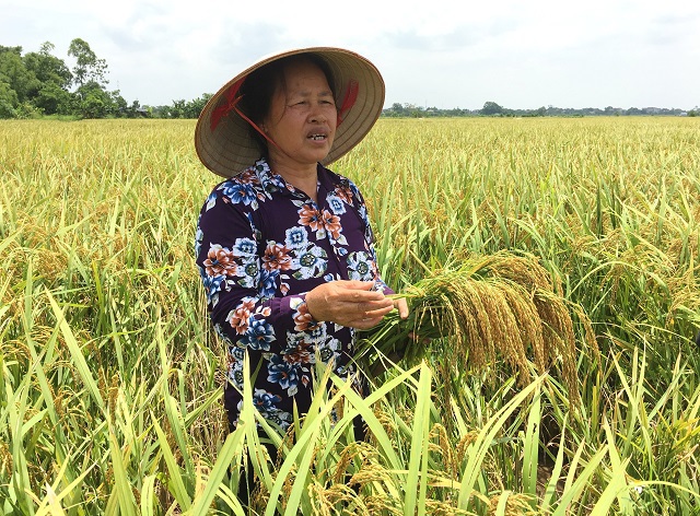 Sản xuất lúa gạo hữu cơ: Lợi ích “kép” - Ảnh 1
