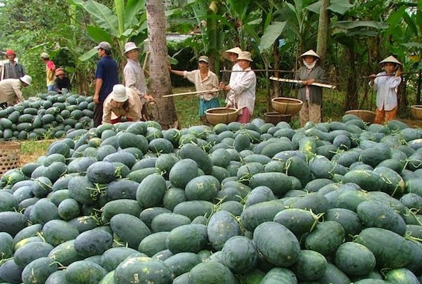 Hàng ngàn hộ trồng nông sản Việt Nam khốn đốn vì dịch nCoV - Ảnh 1