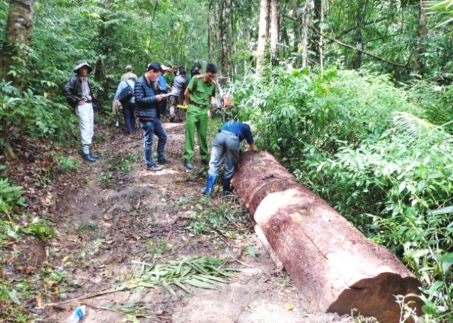 Mỗi tháng, cả nước xảy ra 806 vi phạm pháp luật về bảo vệ, phát triển rừng - Ảnh 1