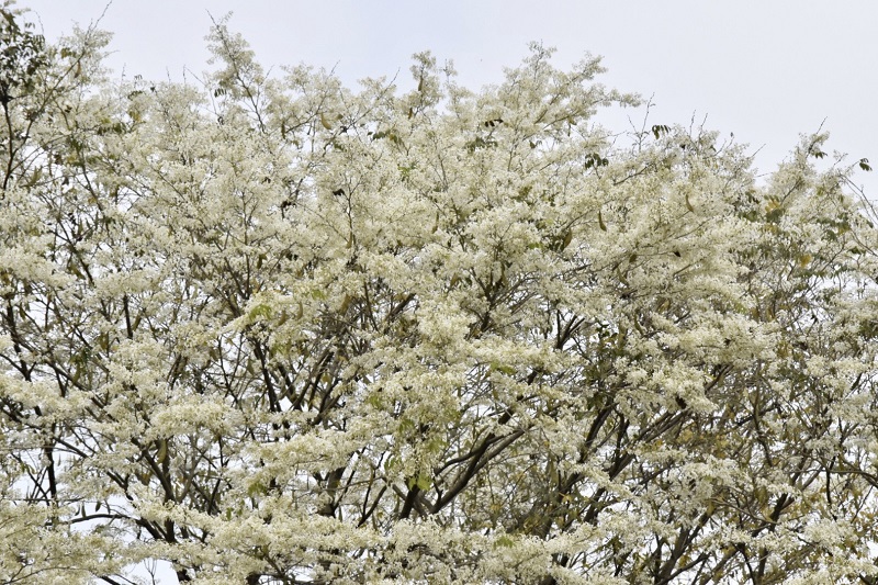 Đẹp ngỡ ngàng mùa hoa sưa nở trắng trời Hà Nội - Ảnh 3