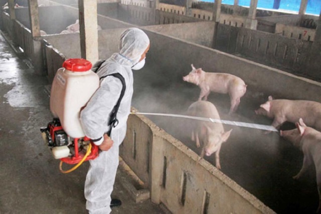 Hà Nội xử phạt 105 hộ chăn nuôi lợn tái đàn không khai báo - Ảnh 1