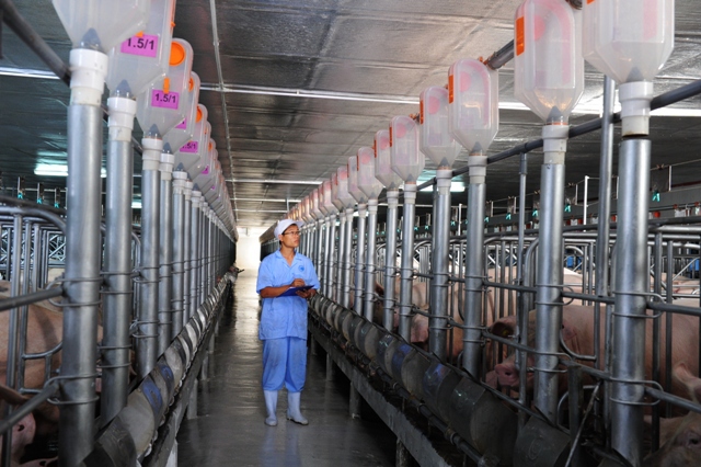 Doanh nghiệp hưởng ứng đưa giá lợn về mức 75.000 đồng/kg - Ảnh 1