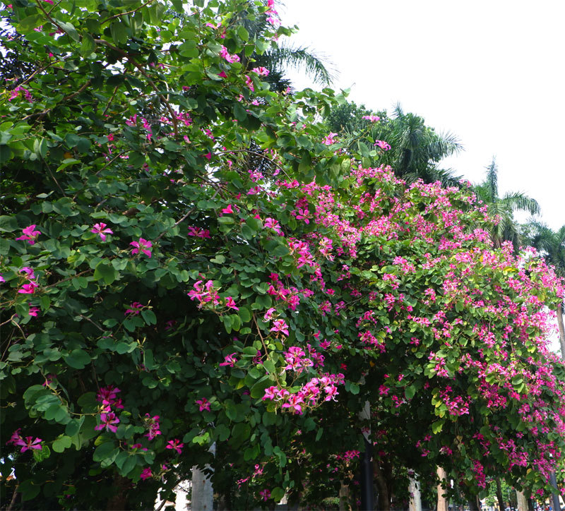 Sắc hồng hoa ban rực rỡ trên phố Hà Nội - Ảnh 12