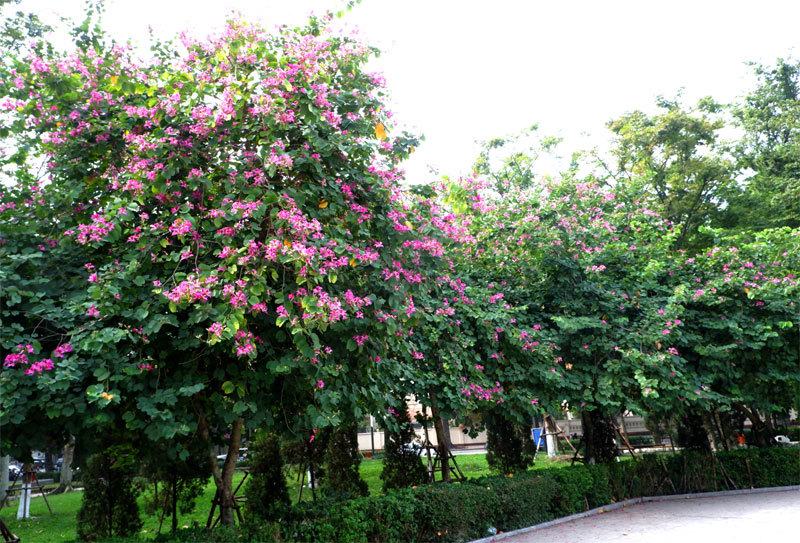 Sắc hồng hoa ban rực rỡ trên phố Hà Nội - Ảnh 14