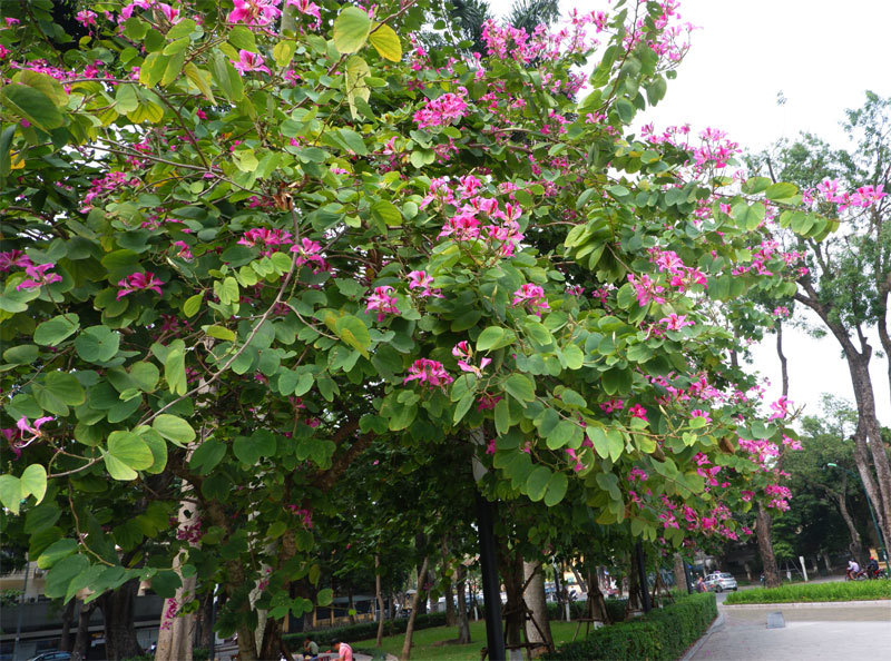 Sắc hồng hoa ban rực rỡ trên phố Hà Nội - Ảnh 6