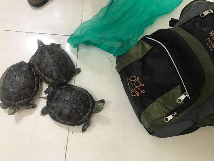 Tạm giữ thanh niên mang rùa đặc biệt quý hiếm từ Phú Yên ra Hà Nội bán - Ảnh 1
