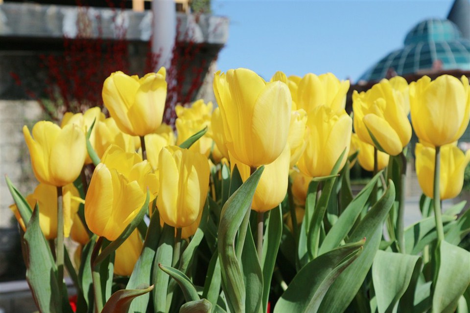 Chưa đến lễ hội hoa tulip thì lên Bà Nà ngắm đào chuông đẹp ngất ngây - Ảnh 11