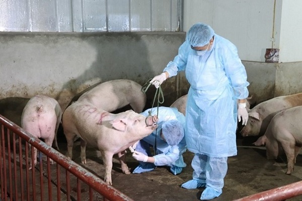 Khuyến cáo du khách Việt nhập cảnh Đài Loan không mang chế phẩm từ thịt lợn - Ảnh 1
