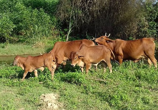 Quảng Ngãi: 2.239 trâu, bò khỏi bệnh lở mồm long móng - Ảnh 2