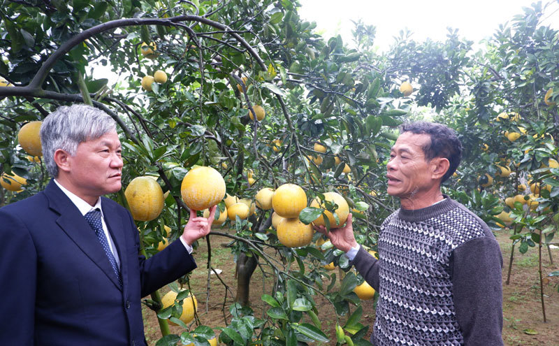 Nông dân Chương Mỹ thu cả tỷ đồng nhờ trồng bưởi Diễn - Ảnh 2