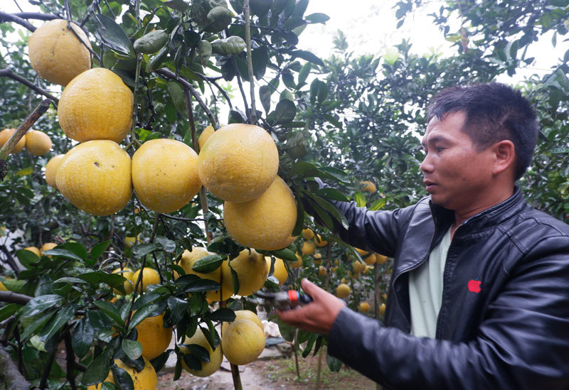 Nông dân Chương Mỹ thu cả tỷ đồng nhờ trồng bưởi Diễn - Ảnh 5