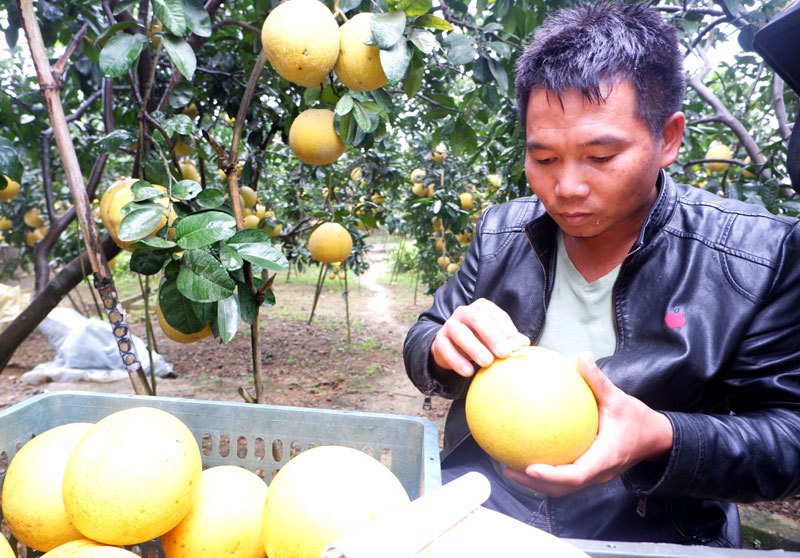 Nông dân Chương Mỹ thu cả tỷ đồng nhờ trồng bưởi Diễn - Ảnh 10