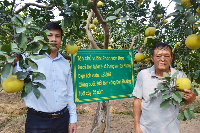 Bưởi tôm vàng trên “quê hương người gái đảm” - Ảnh 1