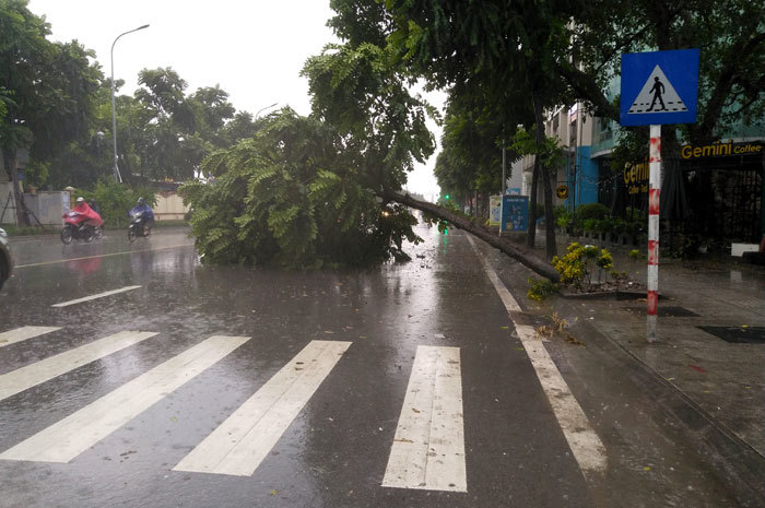 Hà Nội: Mưa sầm sập, gió quật mạnh, cây đổ, một số tuyến phố ngập sâu - Ảnh 2
