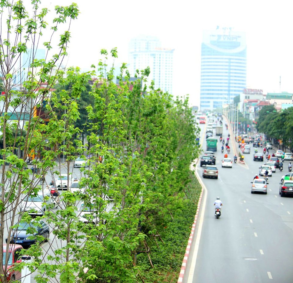 Ngắm hàng phong xanh mướt, lãng mạn trên phố Hà Nội - Ảnh 9