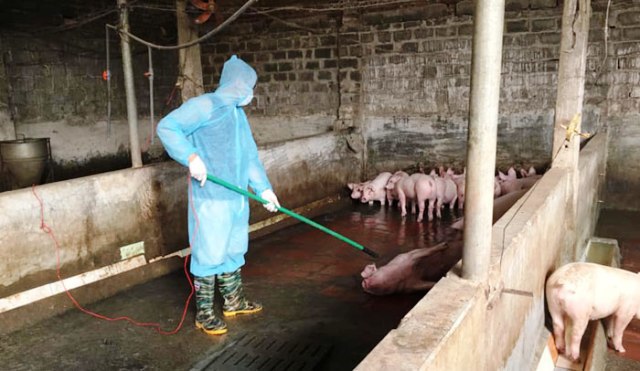 Virus gây dịch tả lợn châu Phi có thể tồn tại trong thịt đông lạnh đến gần 3 năm - Ảnh 1