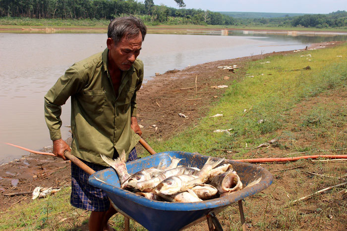 Bình Phước: Hàng chục tấn cá chết do thiếu oxy - Ảnh 3